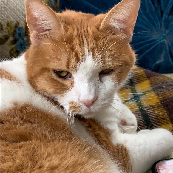 Meet your Posher, James - Picture 1 of 1